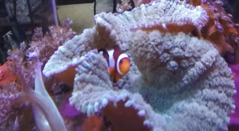 Happy Fish acquario marino